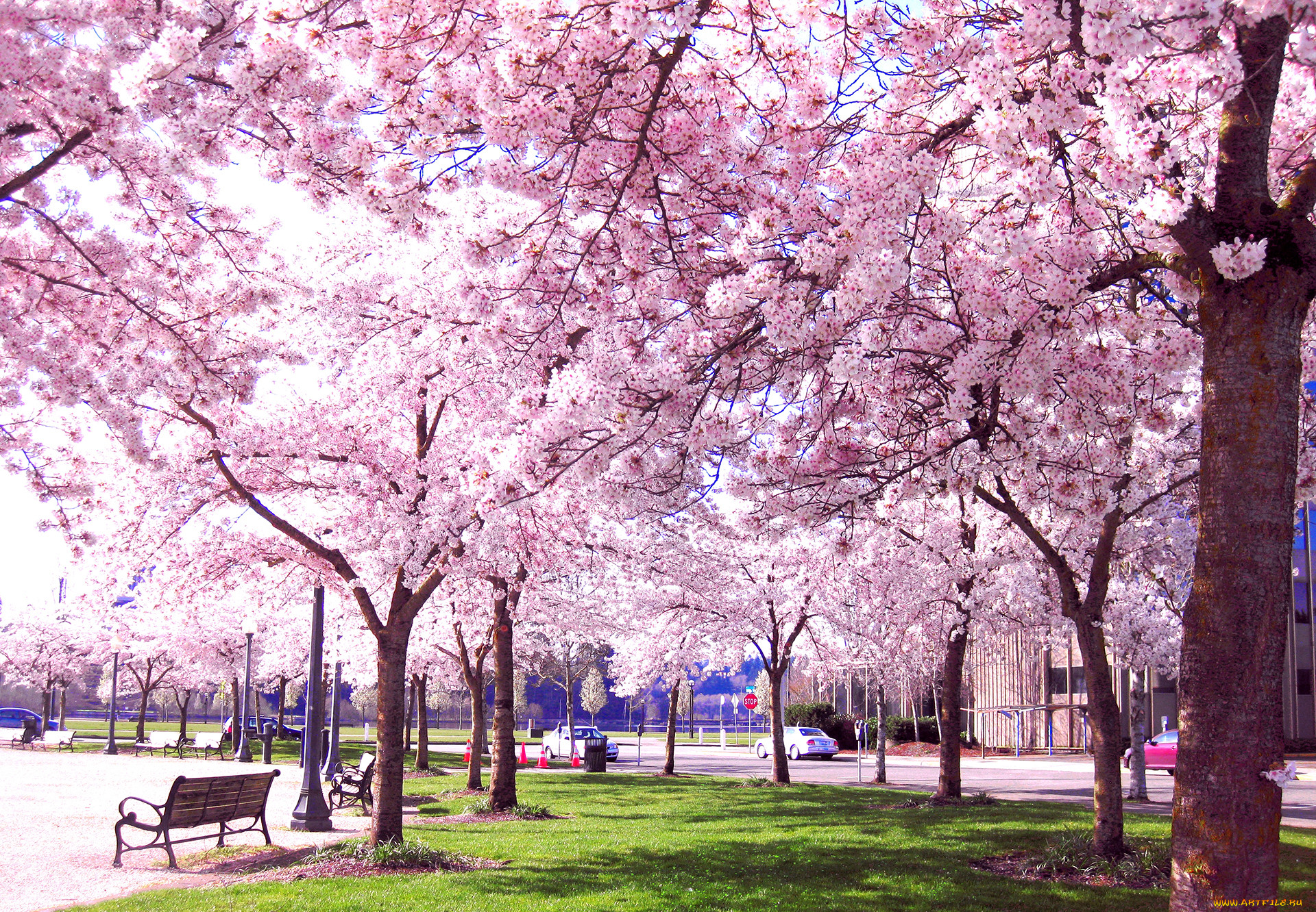 Цветение Сакуры в Японии парк